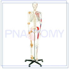 PNT-0103 170cm wissenschaftliche Anatomie Skelett Modell mit Muskeln